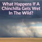What Happens If A Chinchilla Gets Wet In The Wild