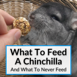 What To Feed A Chinchilla