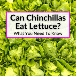 Can Chinchillas Eat Lettuce