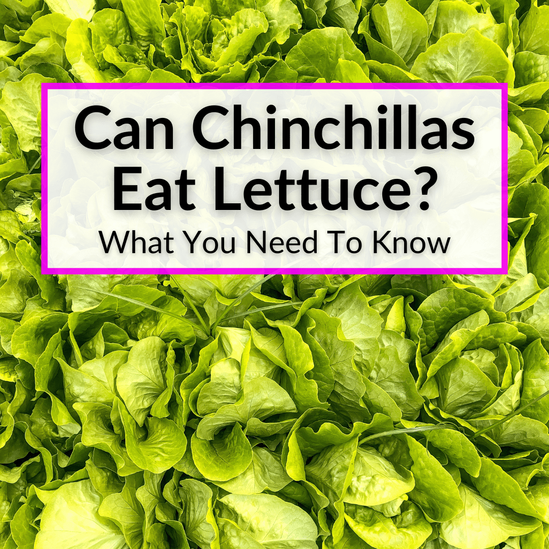 Can Chinchillas Eat Lettuce