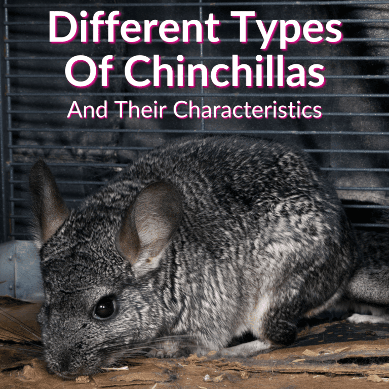 Different Types Of Chinchillas (And Their Characteristics)