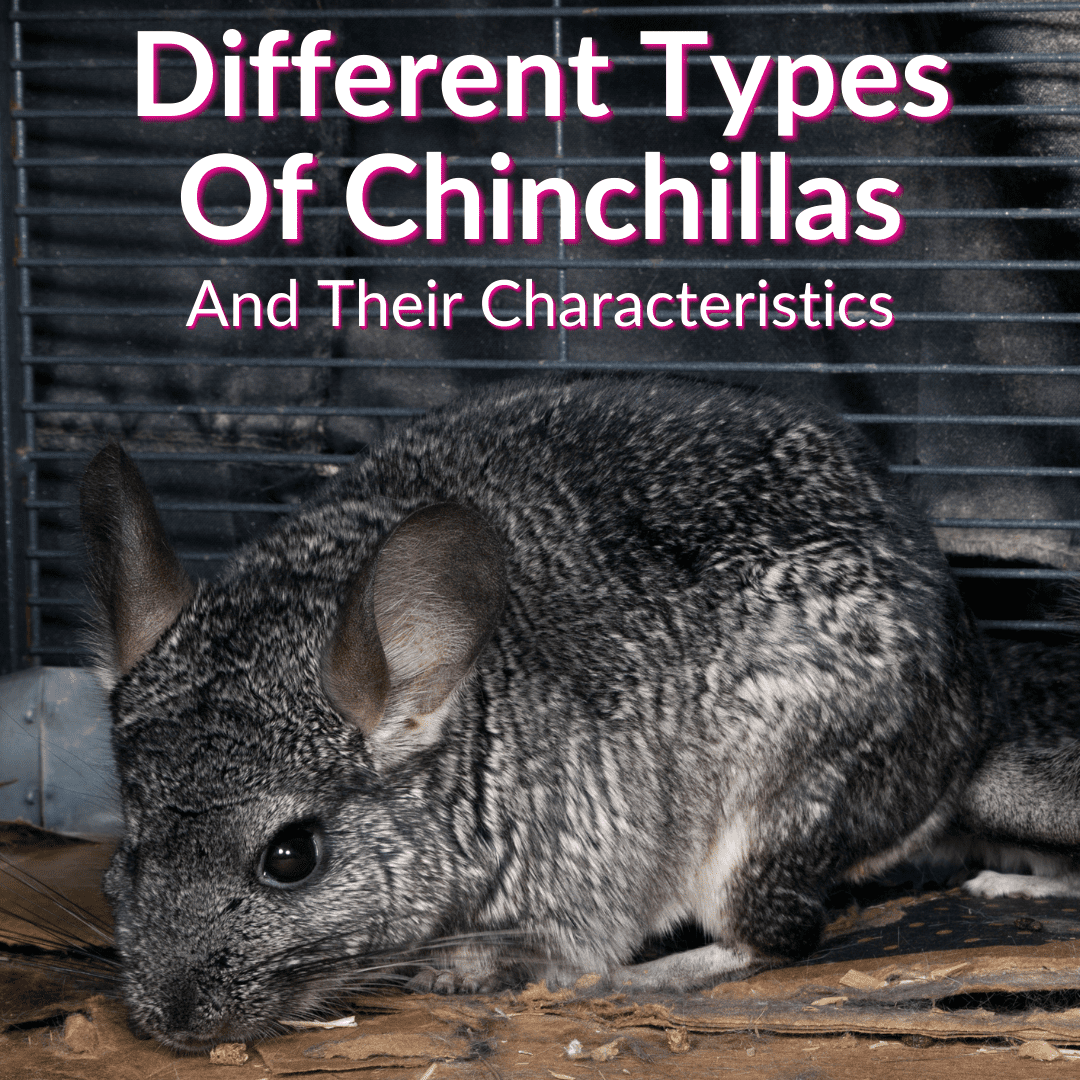 Different Types Of Chinchillas