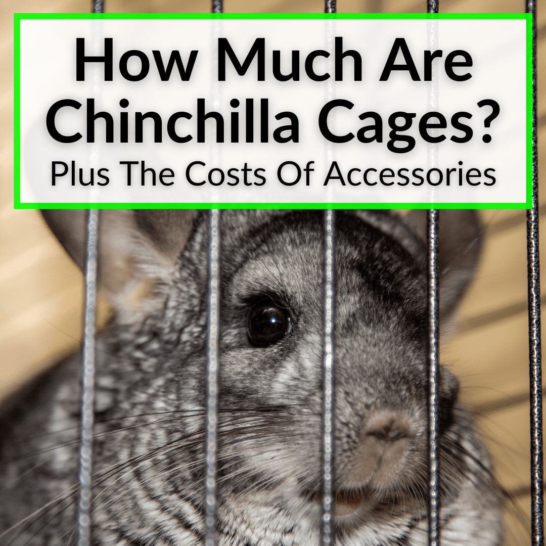 How Much Are Chinchilla Cages