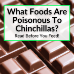 What Foods Are Poisonous To Chinchillas