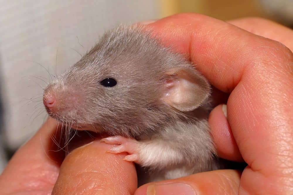 baby pet rat