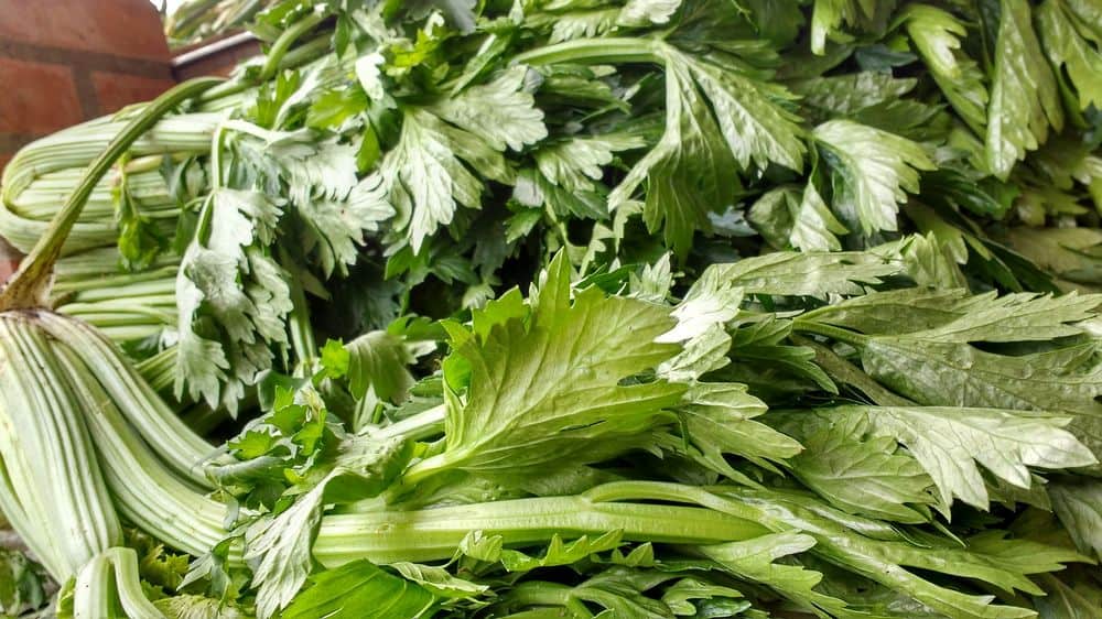 celery with leaves