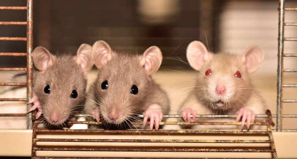pet rats in cage