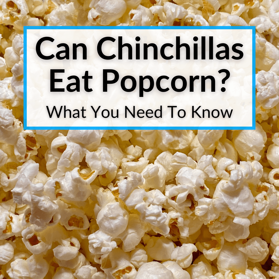 Can Chinchillas Eat Popcorn