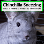 Chinchilla Sneezing