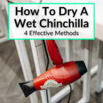 How To Dry A Wet Chinchilla