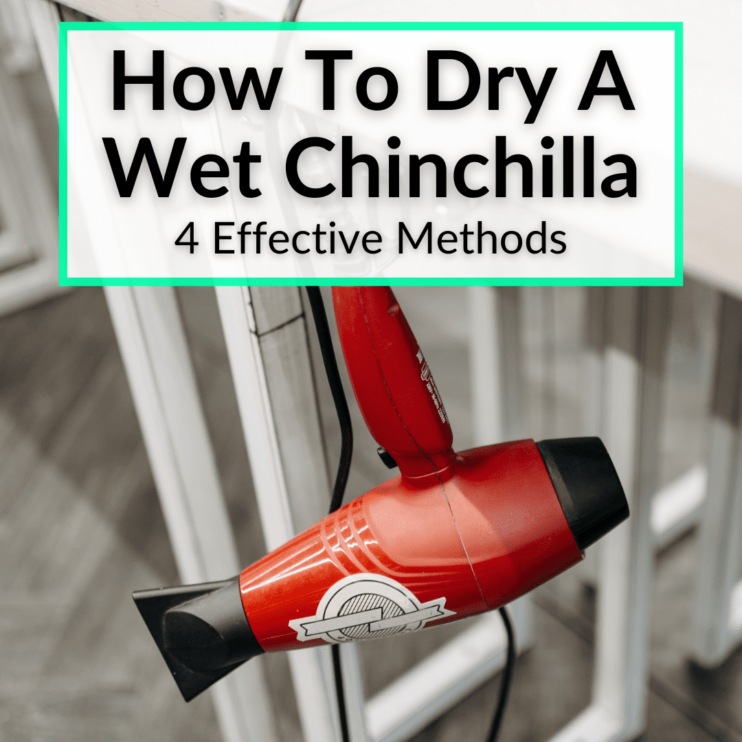 how-to-dry-a-wet-chinchilla-4-effective-methods