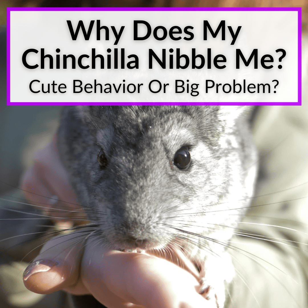Why Does My Chinchilla Nibble Me