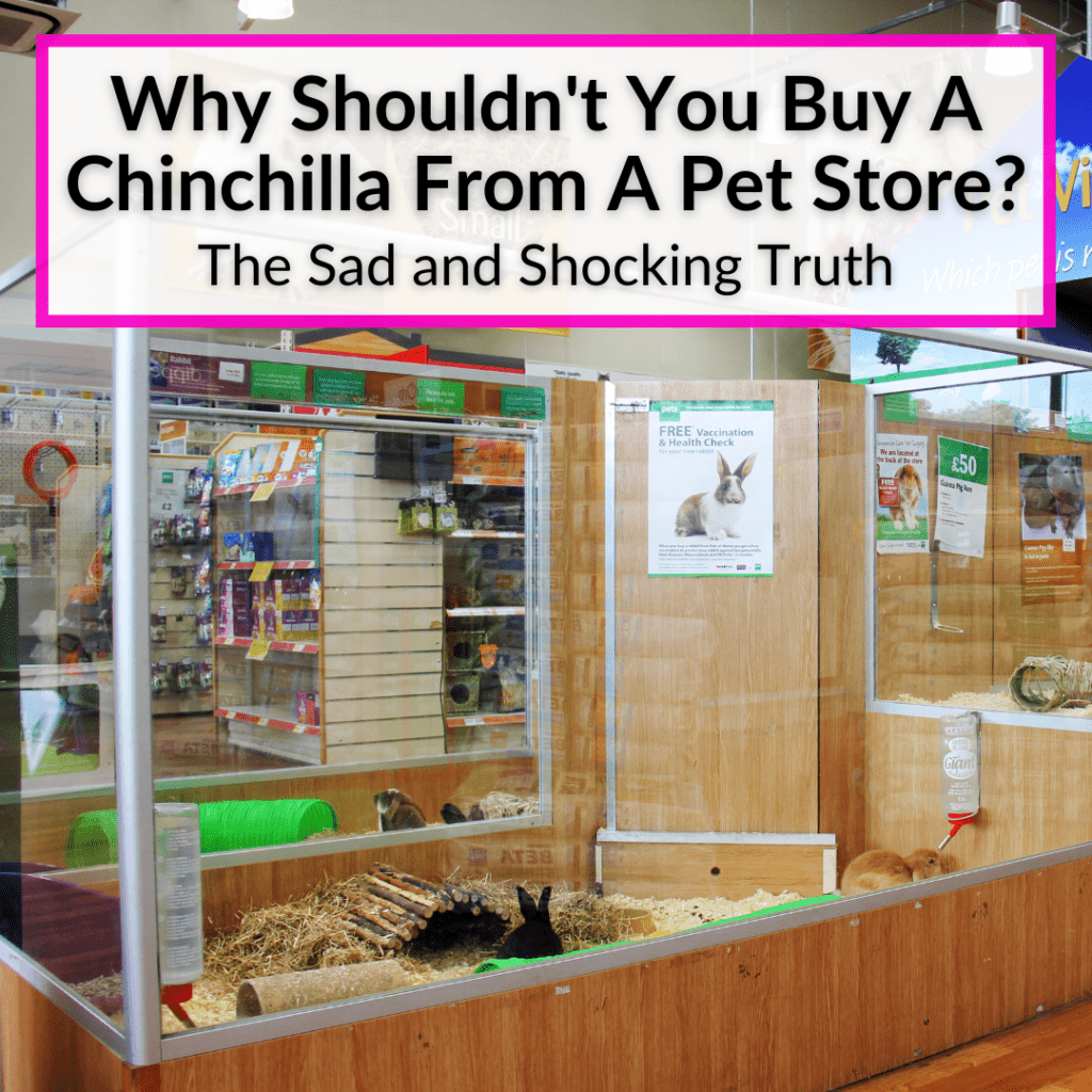Why Shouldn't You Buy A Chinchilla From A Pet Store? (The Sad & Shocking Truth)