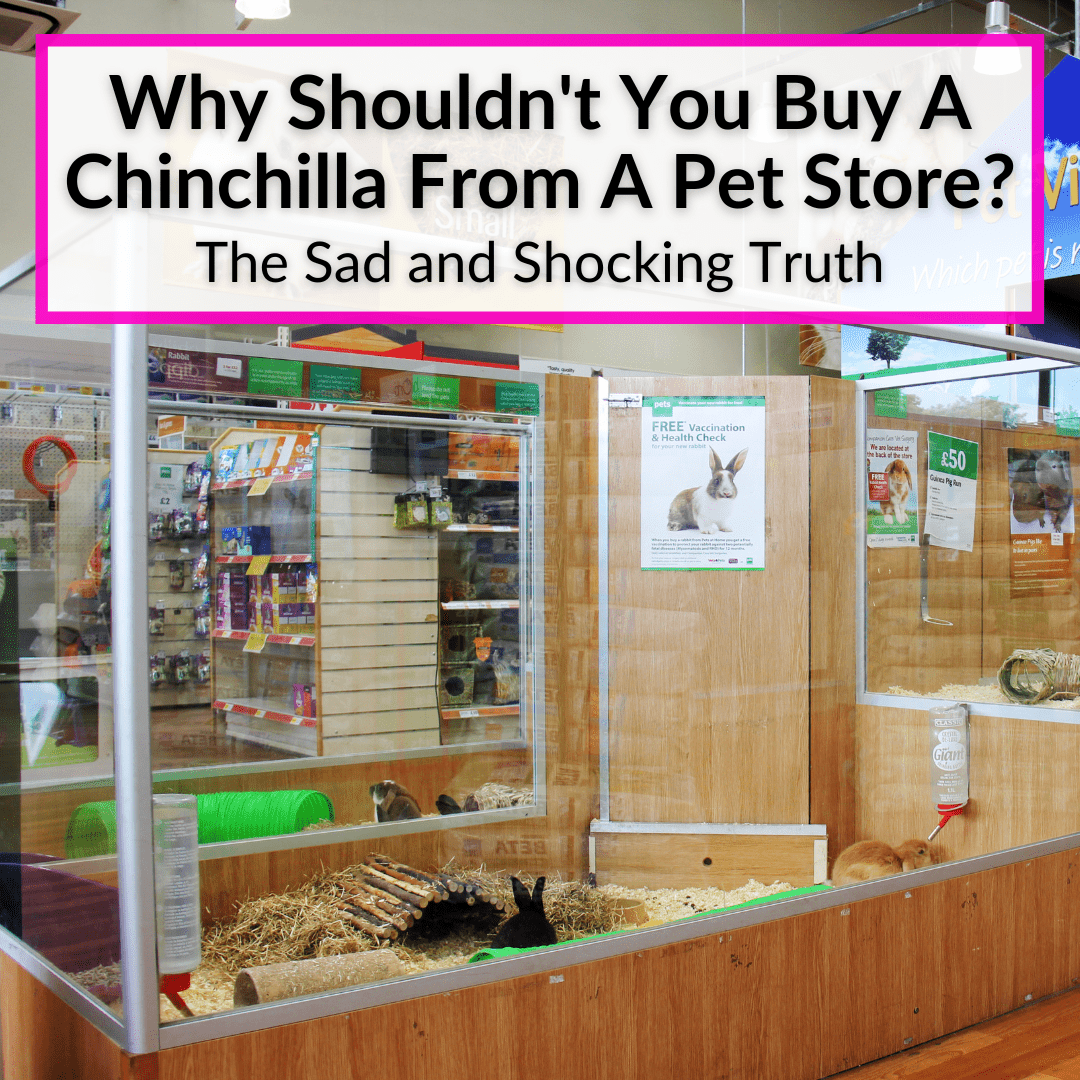 Why Shouldnt You Buy A Chinchilla From A Pet Store