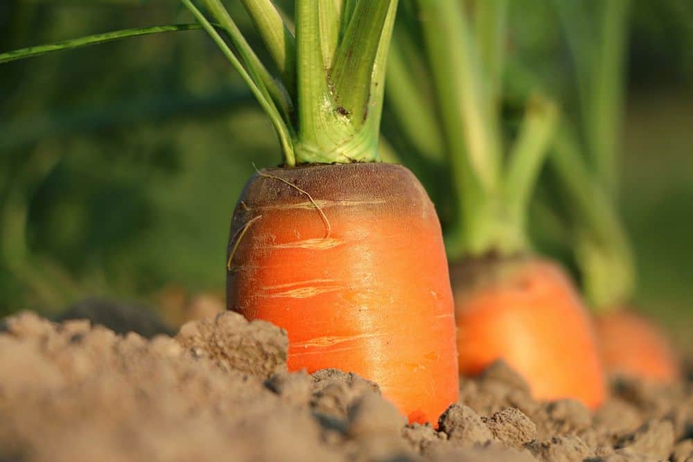 carrot growing in soil