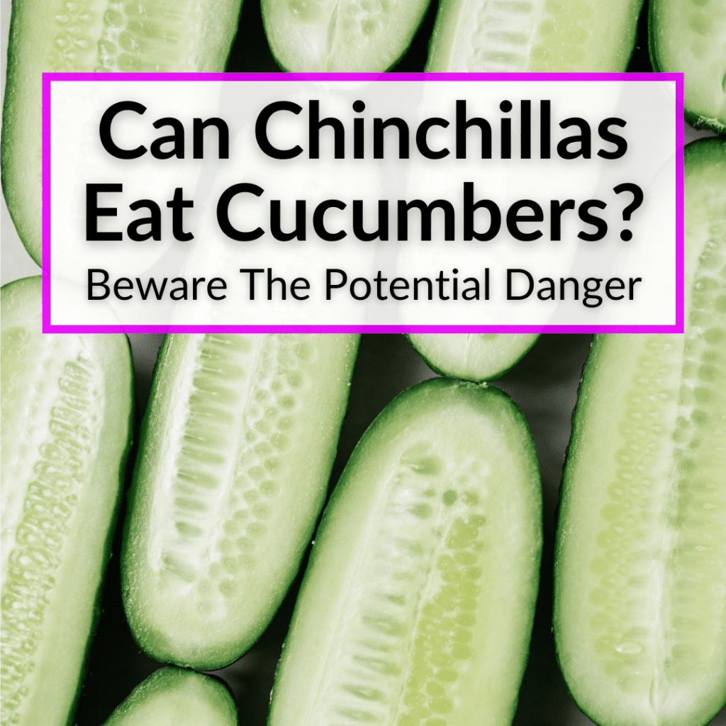 How To Wash A Chinchilla (You Don't + Other Hygiene Tips)