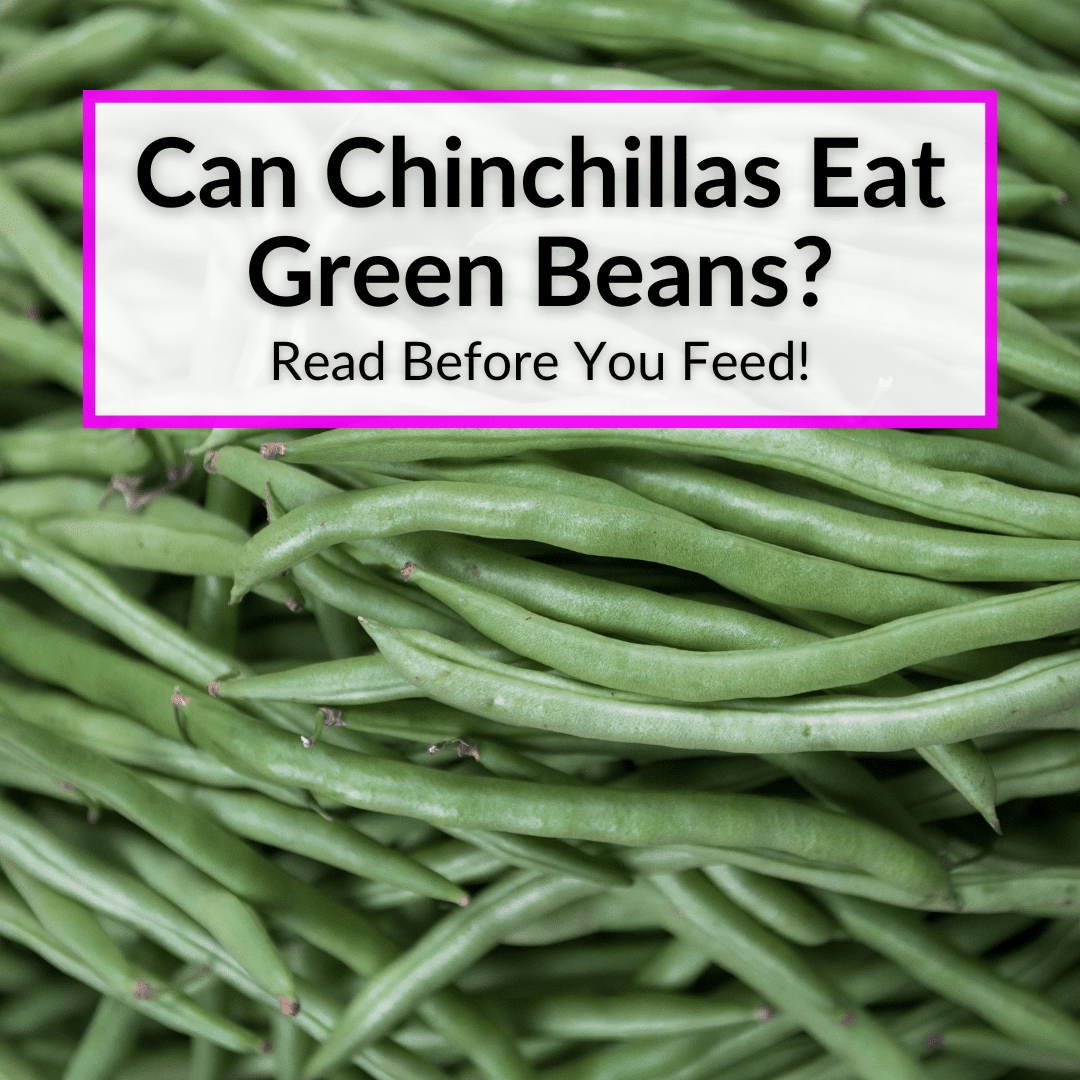 Can Chinchillas Eat Green Beans Read Before You Feed 