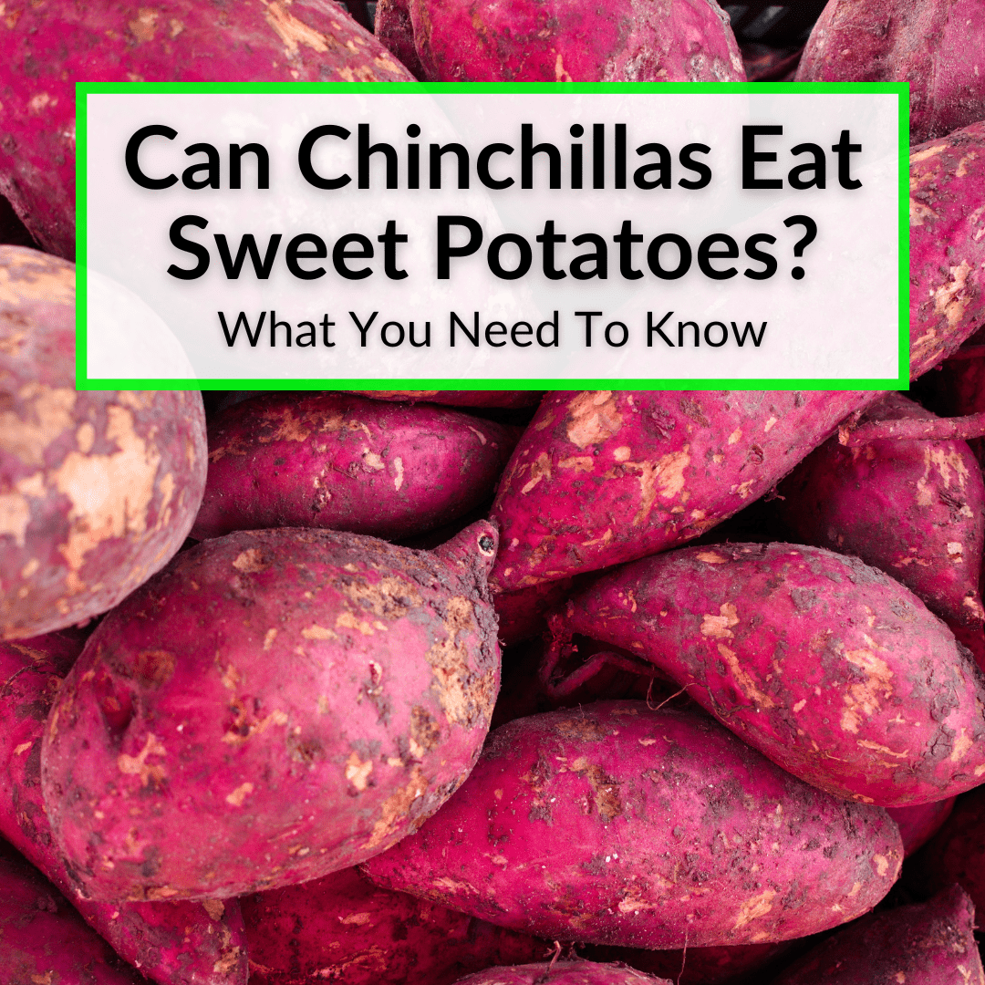 Can Chinchillas Eat Sweet Potatoes