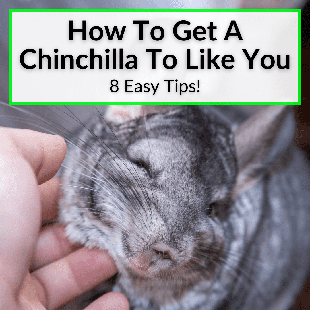 How To Get A Chinchilla To Like You