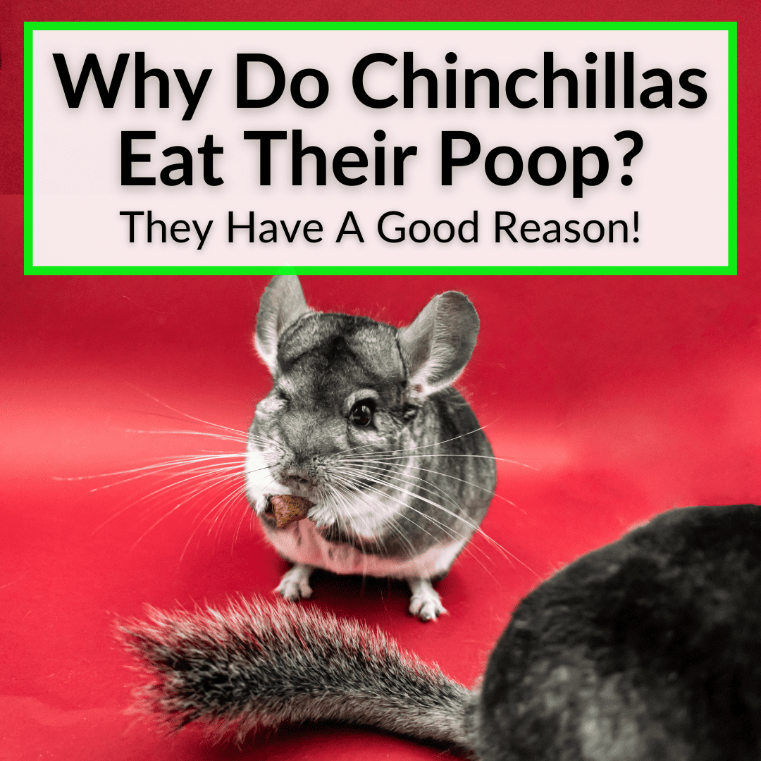 Why Do Chinchillas Eat Their Poop