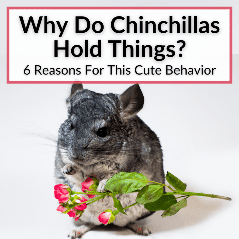 Do Chinchillas Get Scared Easily? (And How To Fix It)