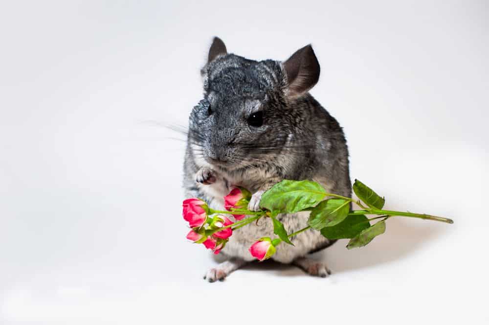 chinchilla holds a flower