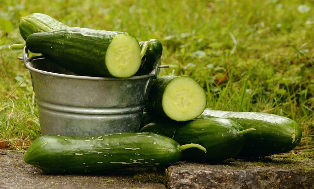raw cucumbers for chinchillas