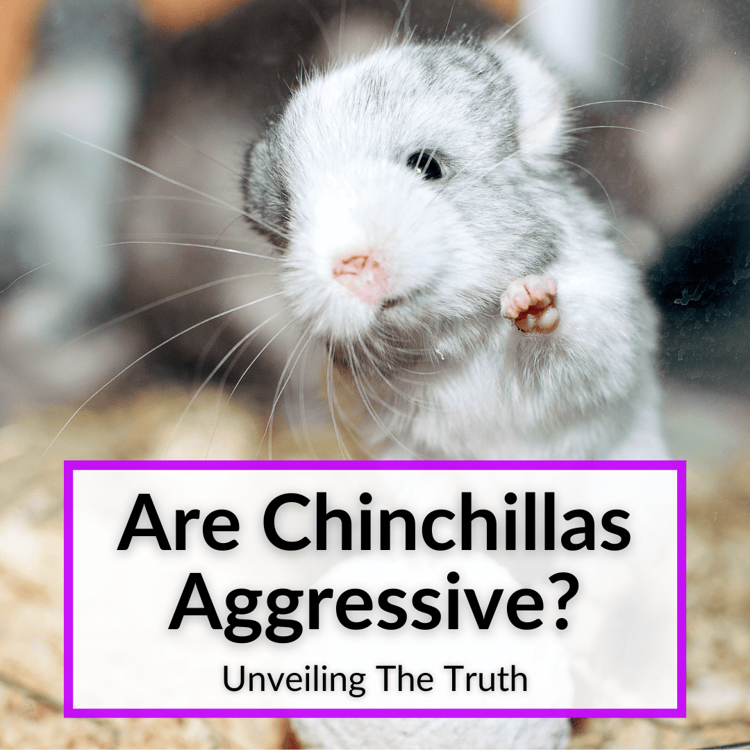 Are Chinchillas Aggressive