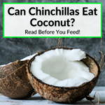 Can Chinchillas Eat Coconut