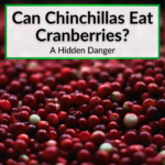 Can Chinchillas Eat Cranberries