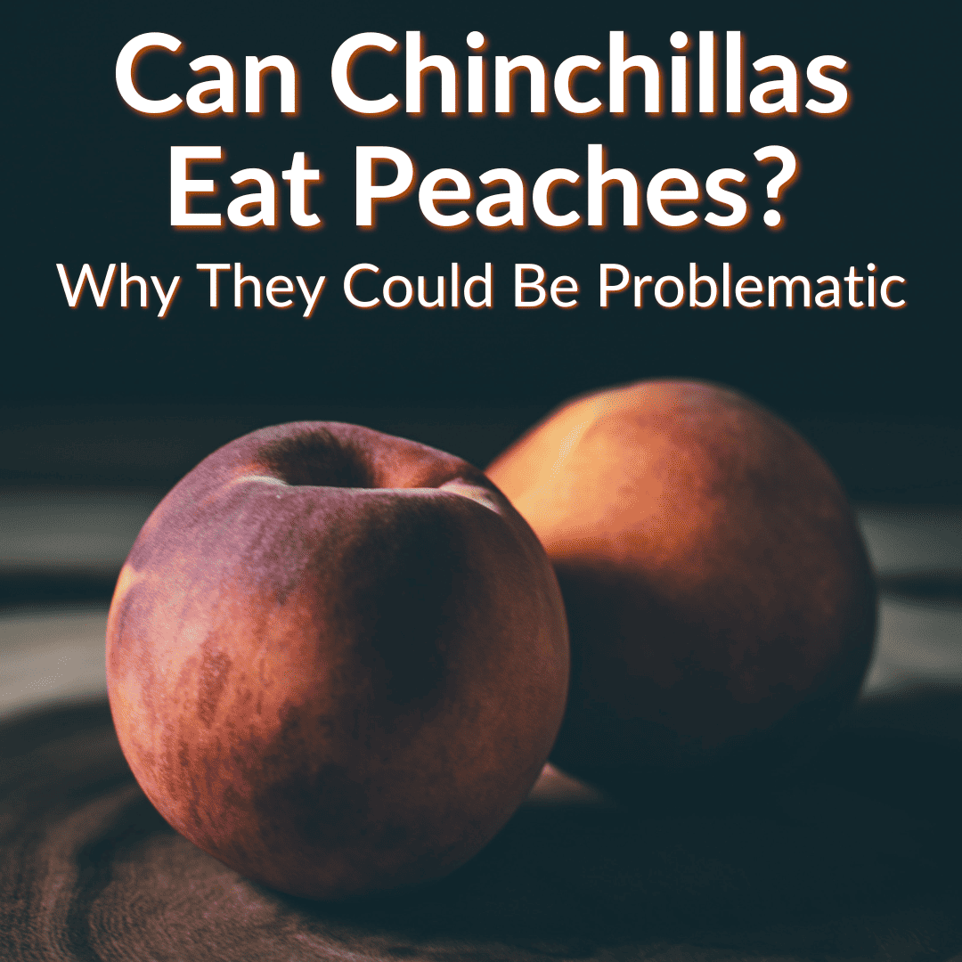 Can Chinchillas Eat Peaches