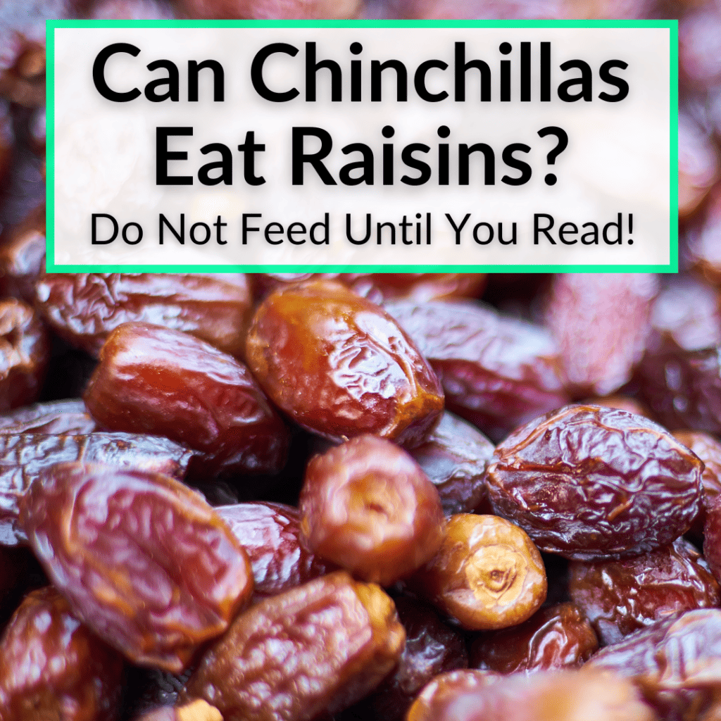 Can Chinchillas Eat Raisins? (Do Not Feed Until You Read!)