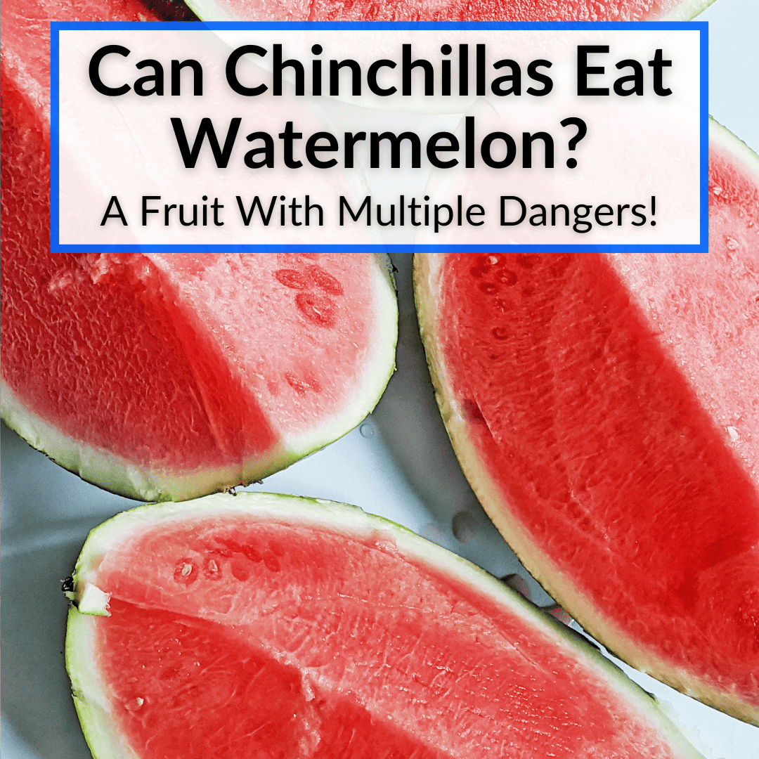 Can Chinchillas Eat Watermelon