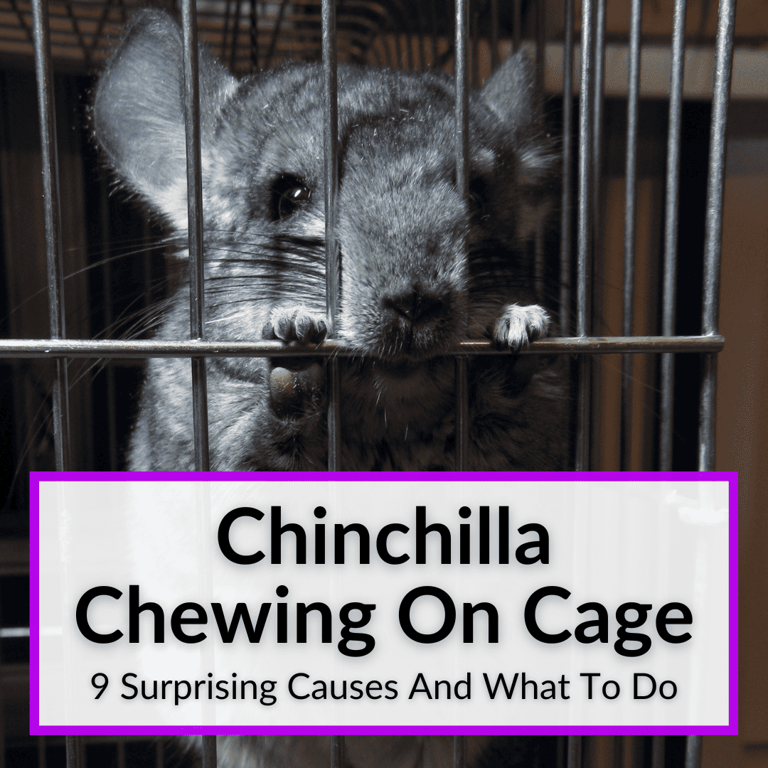 Chinchilla Chewing On Cage