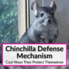 Chinchilla Defense Mechanism