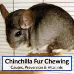Chinchilla Fur Chewing