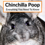 Chinchilla Poop