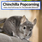 Chinchilla Popcorning