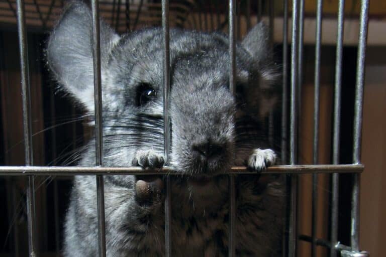 Chinchilla Chewing On Cage (9 Surprising Causes And What To Do)