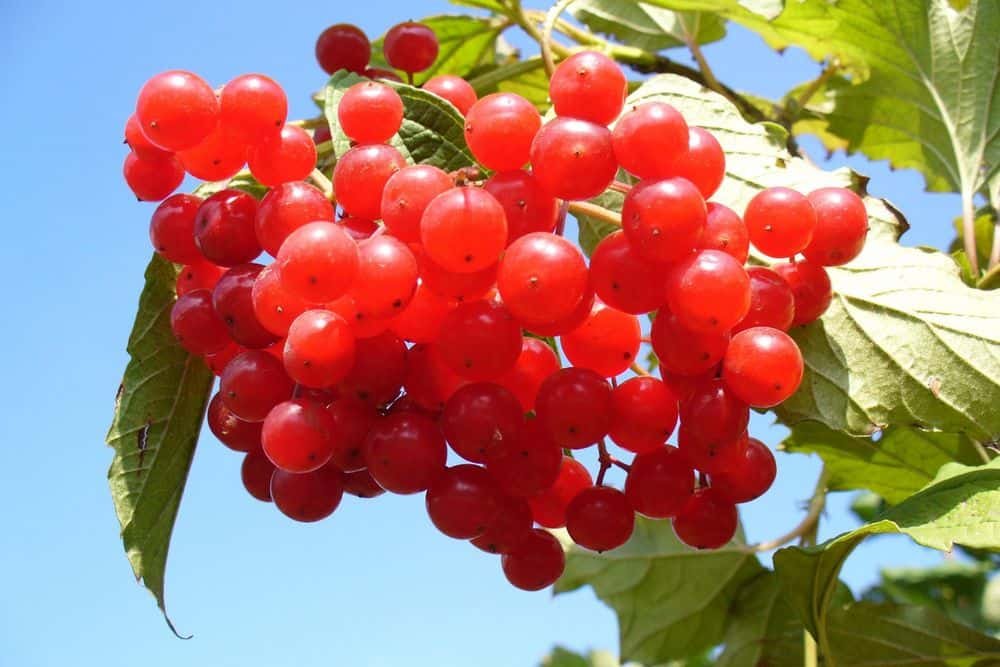 fresh cranberries on tree