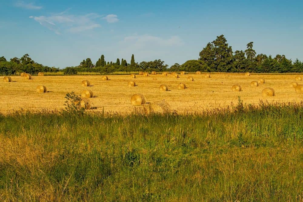 alfalfa hay bales