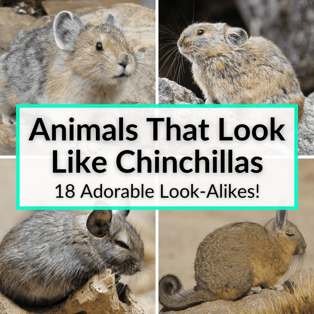 Animals That Look Like Chinchillas