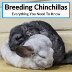 Breeding Chinchillas