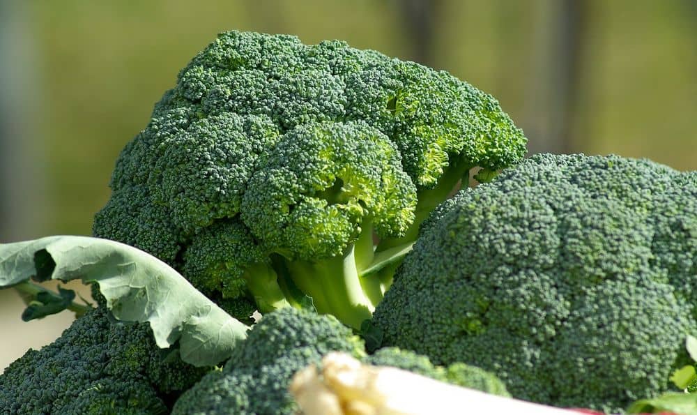 broccoli heads for chinchilla