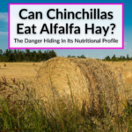 Can Chinchillas Eat Alfalfa Hay