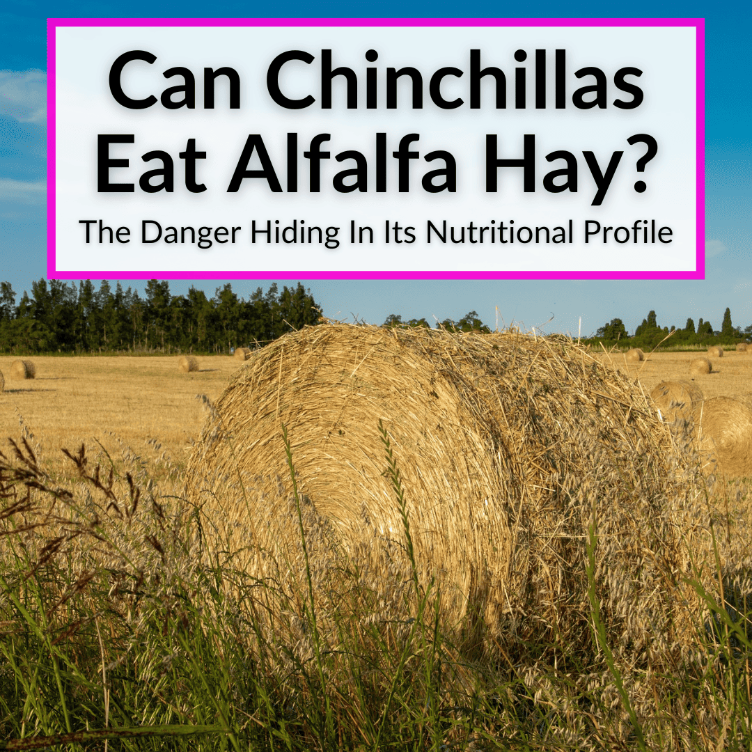 Can Chinchillas Eat Alfalfa Hay