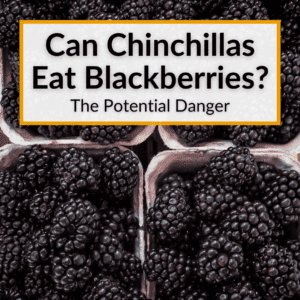 Can Chinchillas Eat Blackberries