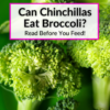 Can Chinchillas Eat Broccoli