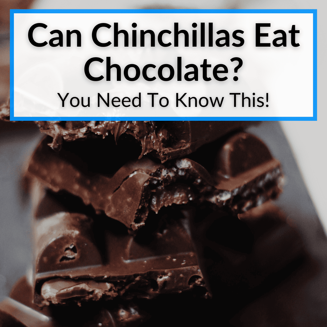 Can Chinchillas Eat Chocolate