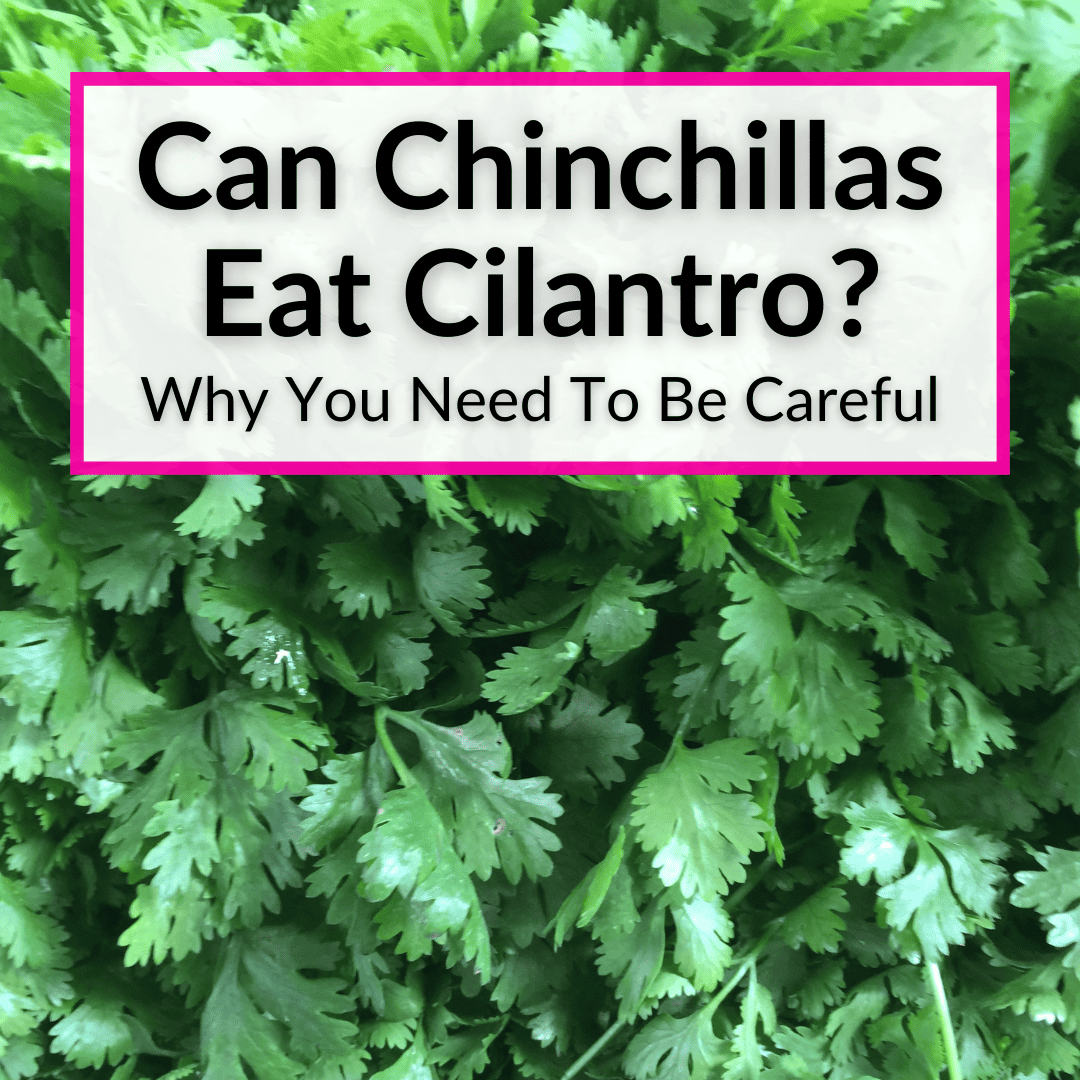 Can Chinchillas Eat Cilantro